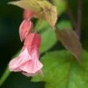 Abutilon Pink Charm 1 Abutilon Pink Charm -Plantes De Jardin Abutilon Pink Charm V 18700 1