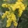 Acacia Dealbata Gaulois Astier GREFFE - Mimosa Des Fleuristes -Plantes De Jardin Acacia dealbata Gaulois Astier GREFFE 85885 1