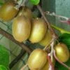 Kiwi Hayward (femelle) - Actinidia Deliciosa -Plantes De Jardin Actinidia Deliciosa Hayward femelle 781291 1