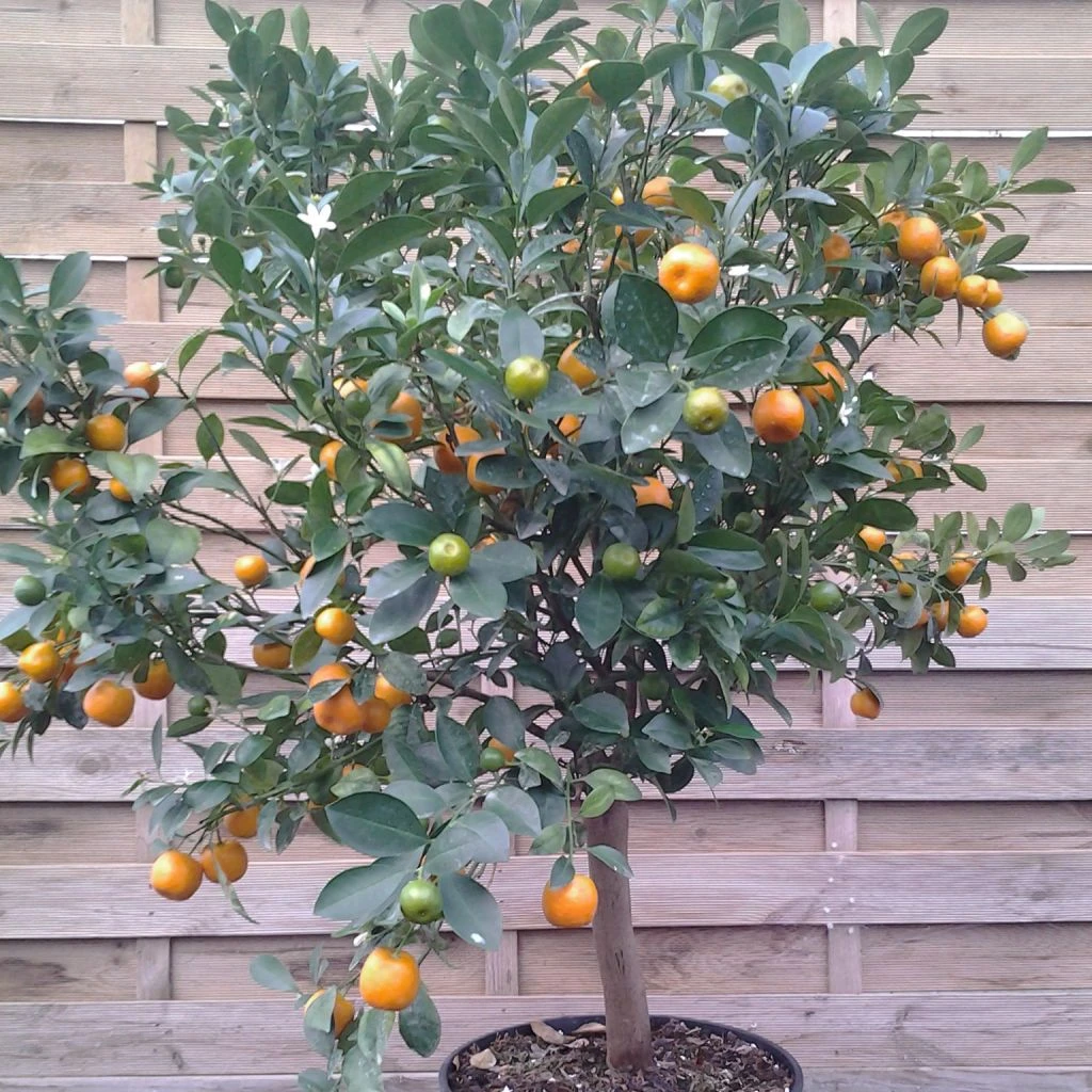 Calamondin - Citrus Madurensis (mitis) 3 Calamondin - Citrus Madurensis (mitis)