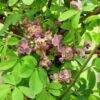 Akebia Quinata Silver Bells -Plantes De Jardin Akebia silver bell 681470 1