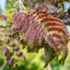Albizia Julibrissin Evey's Pride - Arbre De Soie -Plantes De Jardin Albizia julibrissin Evey s Pride copyright 1000641 FE