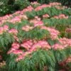 Albizia Julibrissin Ombrella - Arbre à Soie -Plantes De Jardin Albizia julibrissin Ombrella ld wlcutler 781540 1