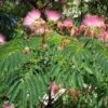 Albizia Julibrissin Rosea - Arbre à Soie Rose 2 Albizia Julibrissin Rosea - Arbre à Soie Rose -Plantes De Jardin Albizia julibrissin Rosea 87575 1