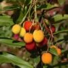 Arbutus Unedo Roselily - Arbousier -Plantes De Jardin Arbutus unedo Roselily 82795 FR 1