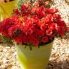 Azalée Hybride ENCORE® Sunset 2 Azalée Hybride ENCORE® Sunset -Plantes De Jardin Azalea Encore Sunset 88780 1