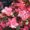 Azalée Japonaise Blaauw's Pink - Rhododendron Hybride -Plantes De Jardin Azalee japonaise Blaauw s Pink 85720 1