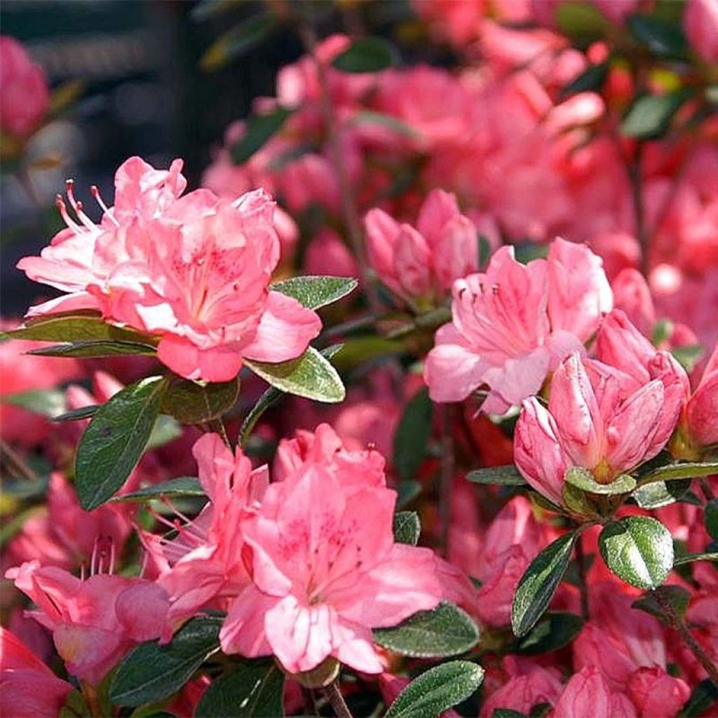 Azalée Japonaise Blaauw's Pink - Rhododendron Hybride 3 Azalée Japonaise Blaauw's Pink - Rhododendron Hybride