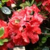 Azalée Japonaise Hot Shot -Plantes De Jardin Azalee japonaise Hot Shot 85722 1