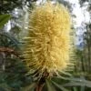 Banksia Integrifolia - Banksia Côtier -Plantes De Jardin Banksia integrifolia 85067 1