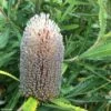 Banksia Serrata -Plantes De Jardin Banksia serrata IF 16629 1