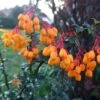 Berberis Lologensis Apricot Queen - Epine-vinette. -Plantes De Jardin Berberis lologensis Apricot Queen 83956 1