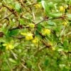Berberis Media Parkjuweel - Épine Vinette -Plantes De Jardin Berberis media Parkjuweel 871932 1
