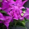 Bougainvillier Violet De Mèze -Plantes De Jardin Bougainvillea spectoglabra Violet de meze 83235 1