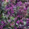 Callicarpa Bodinieri Pearl Glam -Plantes De Jardin Callicarpa bodinieri Pearl Glam IF 189770 1
