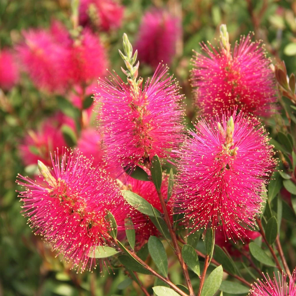 Callistemon Viminalis Hot Pink – Rince Bouteille 3 Callistemon Viminalis Hot Pink – Rince Bouteille