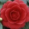 Camélia Coquetti - Camellia Japonica -Plantes De Jardin Camellia Coquetti 85275 1