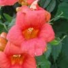 Campsis Radicans - Bignone De Virginie 2 Campsis Radicans - Bignone De Virginie -Plantes De Jardin Campsis Radicans ld CarlELewis 681339 1