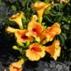 Bignone - Campsis Tagliabuana Summer Jazz Gold -Plantes De Jardin Campsis radicans Summer Jazz Gold 84460 1