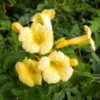 Campsis Radicans Yellow Trumpet (= Flava) - Bignone De Virginie -Plantes De Jardin Campsis radicans Yellow trumpet 681444 1