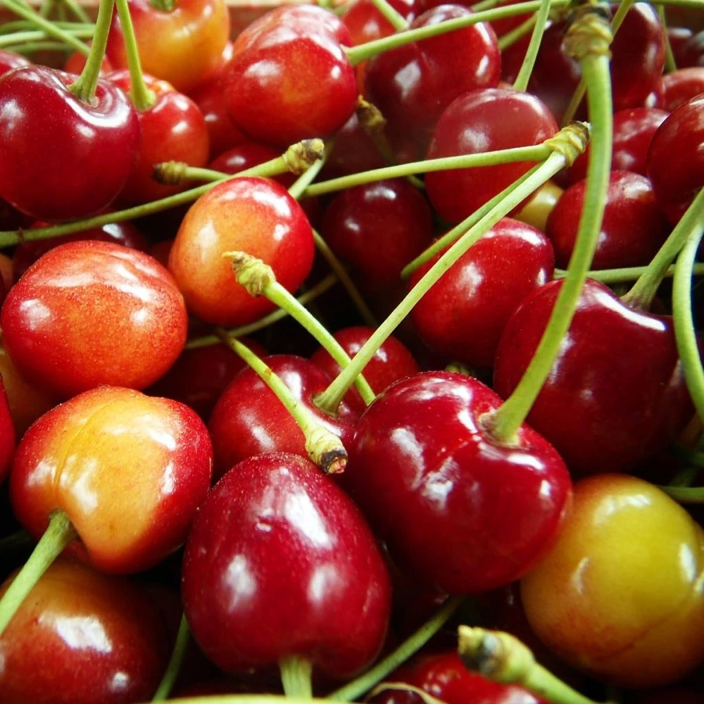 Cerisier Bigarreau Coeur De Pigeon Bio 2 Cerisier Bigarreau Coeur De Pigeon Bio