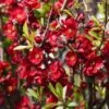 Cognassier Du Japon - Chaenomeles X Superba Hollandia -Plantes De Jardin Chaenomeles x superba Hollandia 100070 1