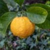 Citronnier Doux - Citrus Limetta Pursha -Plantes De Jardin Citronnier doux Citrus limetta Pursha copyright 870431 1 1