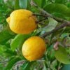 Cédratier - Citrus Medica -Plantes De Jardin Citrus medica 87374 1