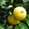 Oranger - Citrus Sinensis Washington Navel 1 Oranger - Citrus Sinensis Washington Navel -Plantes De Jardin Citrus sinensis Washington Navel 85032 1
