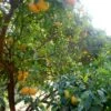 Mandarinier Satsuma - Citrus Unshiu -Plantes De Jardin Citrus unshiu 83371 1
