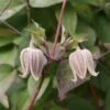 Clématite - Clematis Fusca -Plantes De Jardin Clematis fusca 81371 1