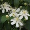 Clématite - Clematis Mandshurica -Plantes De Jardin Clematis mandshurica 67862 2