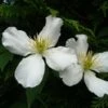 Clématite - Clematis Montana Spooneri -Plantes De Jardin Clematis montana Spooneri 87468 1