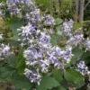 Clématite - Clematis I Am Stanislaus -Plantes De Jardin Clematite Clematis I am Stanislaus IF 6813781 1