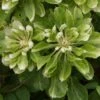 Clématite - Clematis Green Passion -Plantes De Jardin Clematite Green Passion 83600 1