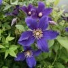 Clématite - Clematis Hudson River -Plantes De Jardin Clematite Hudson River 83604 1