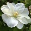 Clématite - Clematis Guernsey Cream -Plantes De Jardin Clematite guernsey cream 681389 1