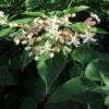 Arbre Du Clergé Fargesii - Clerodendrum Trichotomum Fargesii 2 Arbre Du Clergé Fargesii - Clerodendrum Trichotomum Fargesii -Plantes De Jardin Clerodendrum trichotomum Fargesii 87578 1