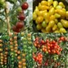 Collection De 4 Tomates Apéritif - Tomate-cerise Et Cocktail 1 Collection De 4 Tomates Apéritif - Tomate-cerise Et Cocktail -Plantes De Jardin Collection de 4 tomates aperitif tomate cerise et cocktail 70040 1 1