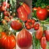 Collection De 8 Tomates De Formes Variées -Plantes De Jardin Collection de 8 tomates de formes variees 70039 1 1