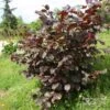 Corylus Avellana Rode Zellernoot - Noisetier Pourpre 1 Corylus Avellana Rode Zellernoot - Noisetier Pourpre -Plantes De Jardin Corylus avellana Rode Zellernoot 1000842 1 2