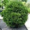Cèdre Du Japon Globosa Nana - Cryptomeria Japonica -Plantes De Jardin Cryptomeria japonica Globosa Nana 87749 1