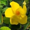 Dipladenia Diamantina Opale Citrine 2.0 - Mandevilla -Plantes De Jardin Dipladenia diamantina opale citrine 164710 2