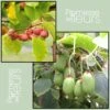 Duo Kiwi De Sibérie 'Ken's Red' (femelle) + 'Issai' (pollinisateur)