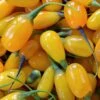 Goji Amber Sweet - Lycium Barbarum 2 Goji Amber Sweet - Lycium Barbarum -Plantes De Jardin Goji Amber Sweet Lycium barbarum 84993 1