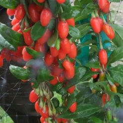 Goji Big Lifeberry - Lycium Barbarum