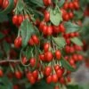 Goji Sweet Lifeberry - Lycium Barbarum