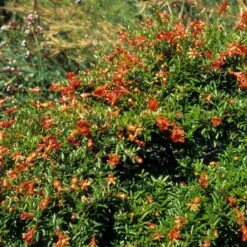 Grenadier Nain - Punica Granatum Chico Ou Nana Gracillissima