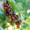 Casseiller Jostaberry - Ribes X Nidigrolaria -Plantes De Jardin Groseiller Ribes Jostaberry copyright 1005852 1