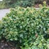 Lierre Arbustif - Hedera Helix Arbori Compact -Plantes De Jardin Hedera helix Arbori Compact 88605 1 1